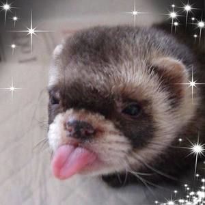 Meet your Posher, Joan